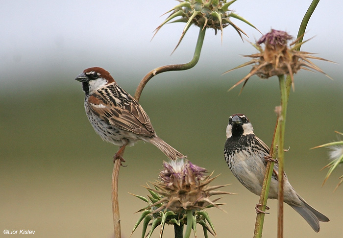     Spanish Sparrow  Passer hispaniolensis                    ,    2009.: 